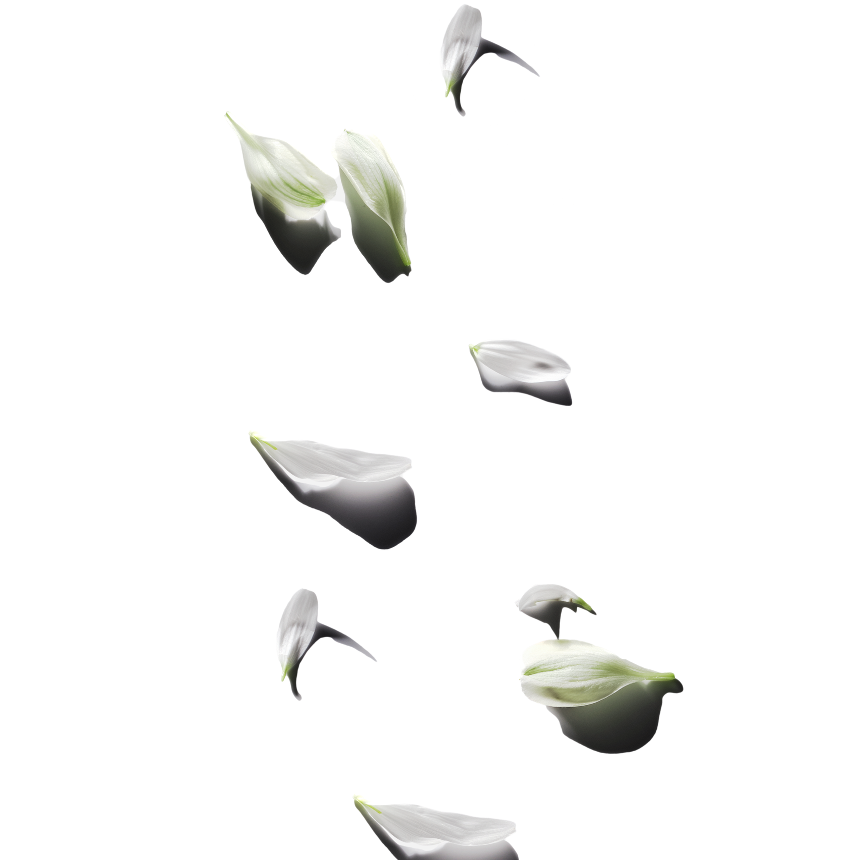 УСЛУГИ И СТОИМОСТЬ. Предметный фотограф | Санкт-Петербург | Кристи Хареба