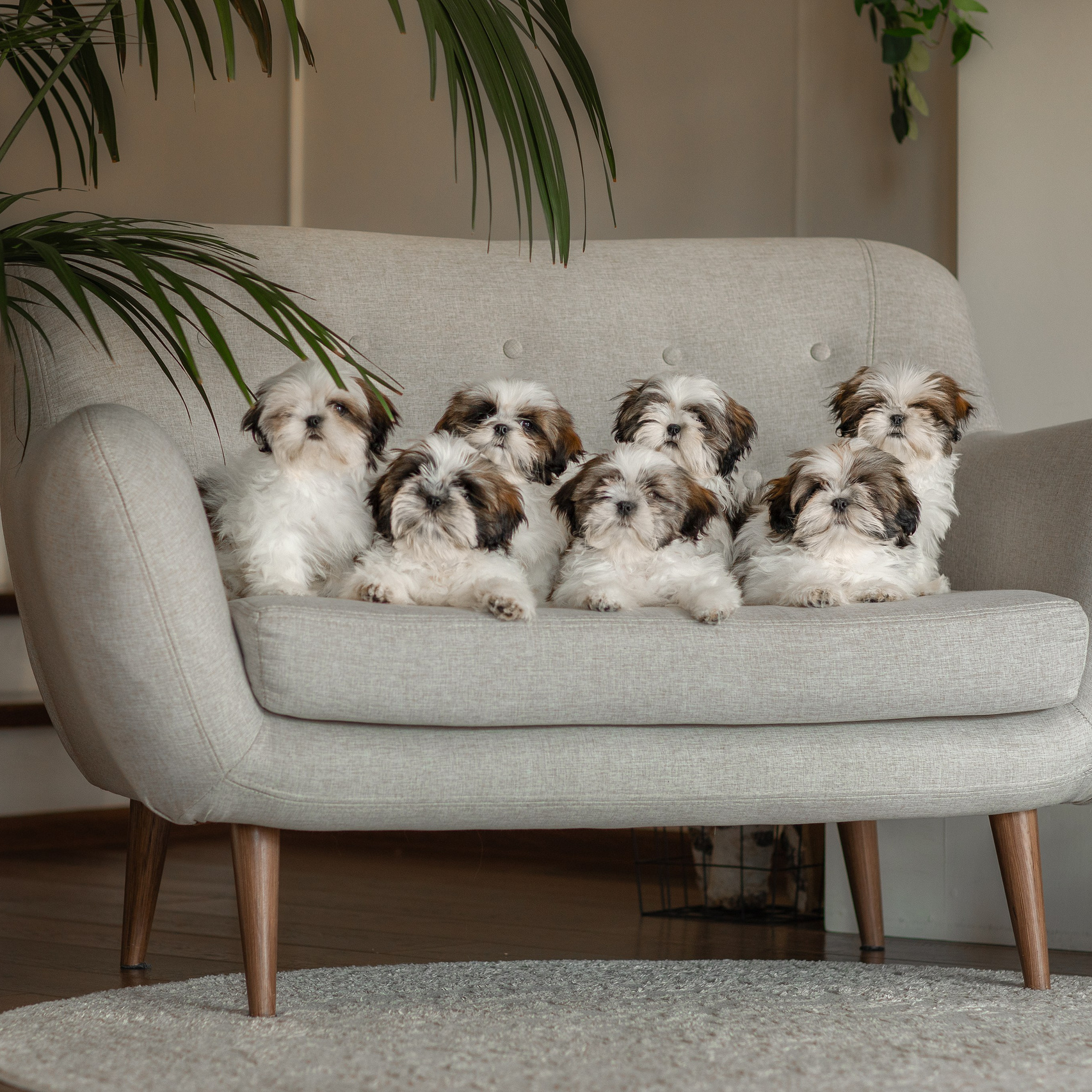 Пакеты услуг и цены. Фотограф для Вашей собаки