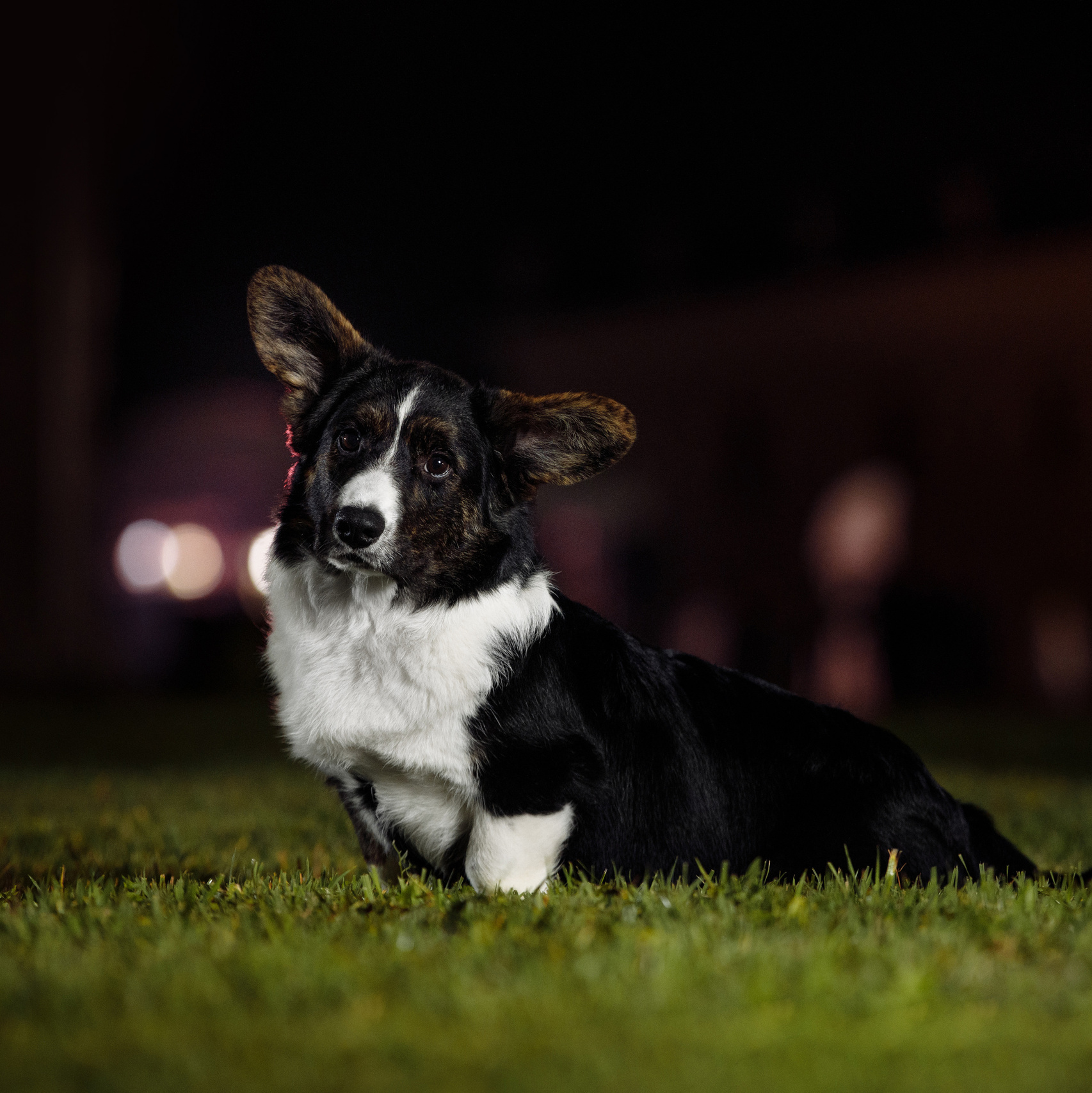 Питомникам. Фотограф-анималист Саша Вязьмина