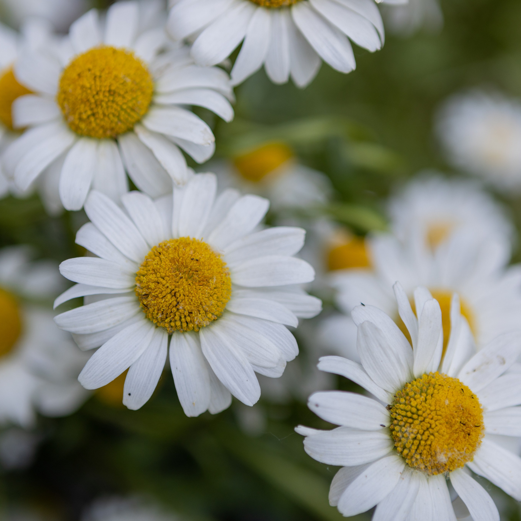 Контакты. Свадебный фотограф