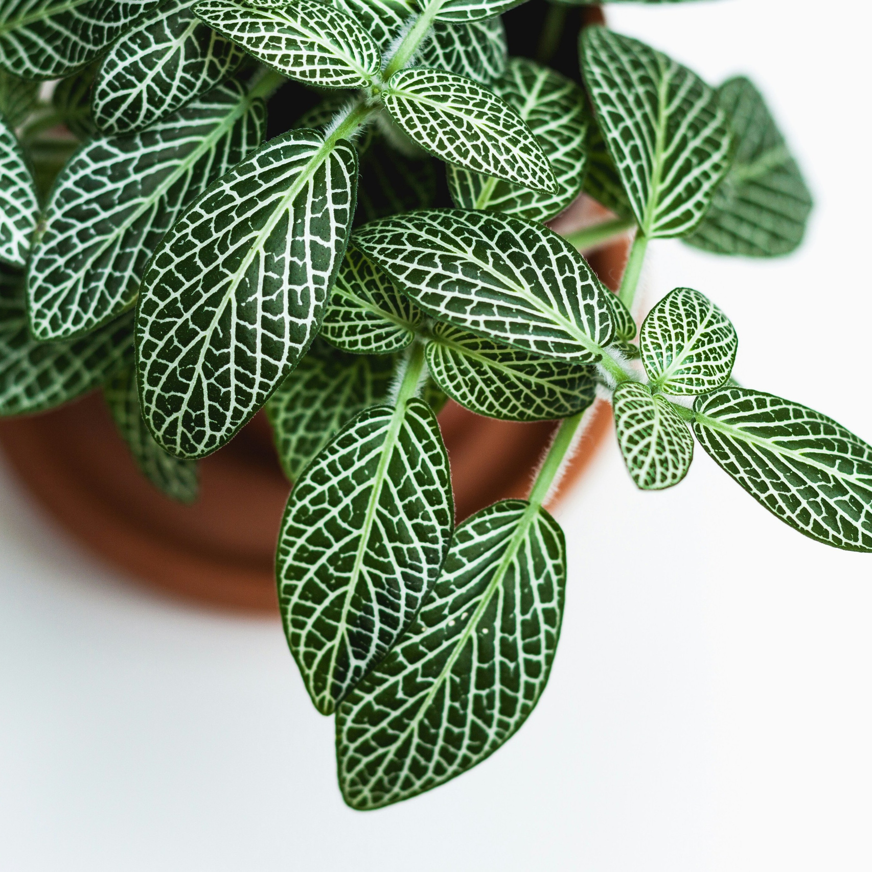 ОЗЕЛЕНЕНИЕ СРЕДЫ. Студия цветов в Санкт-Петербурге Ирины Гуриной