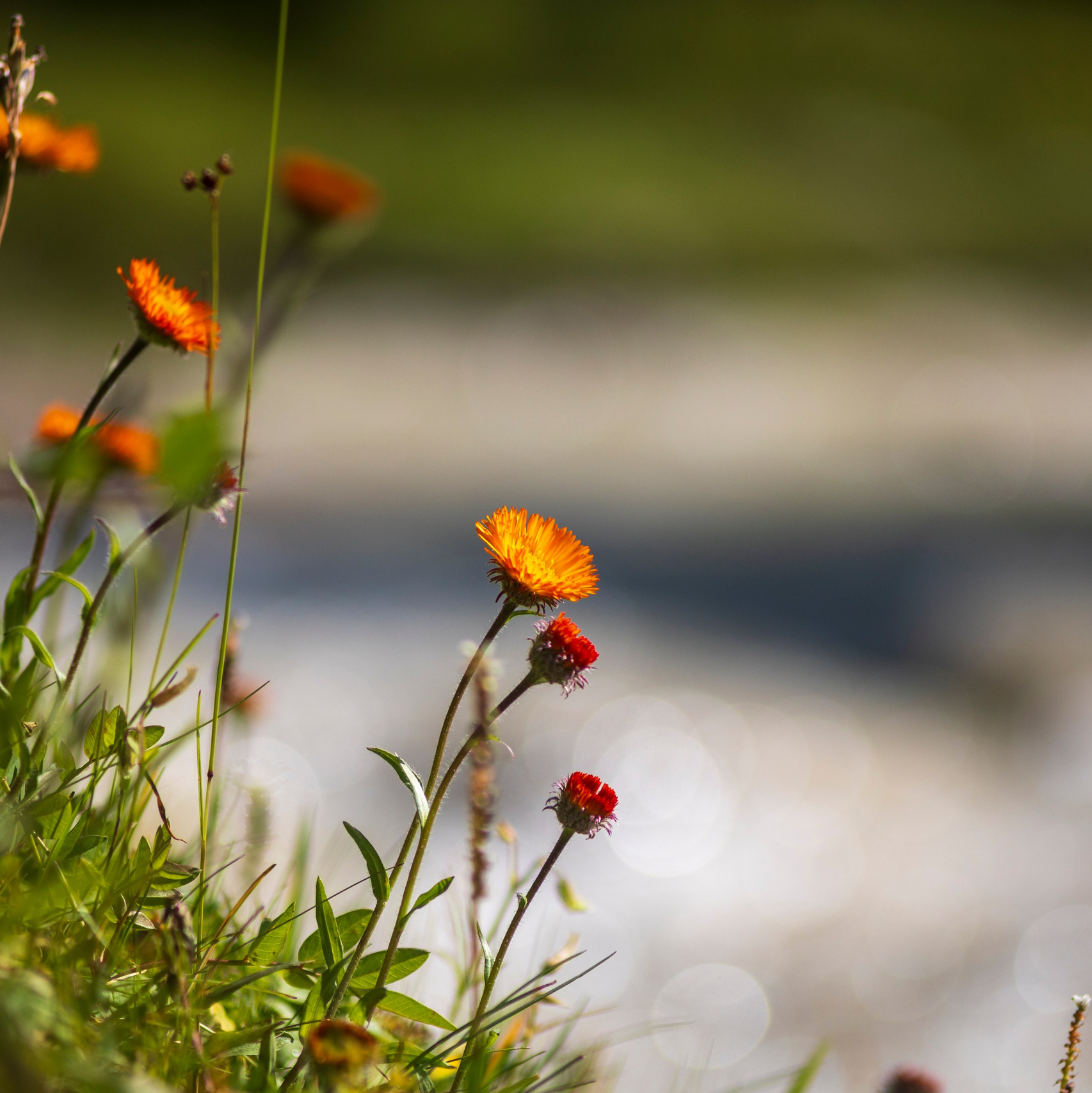Фотограф 📸 семейный, предметный, репортажный