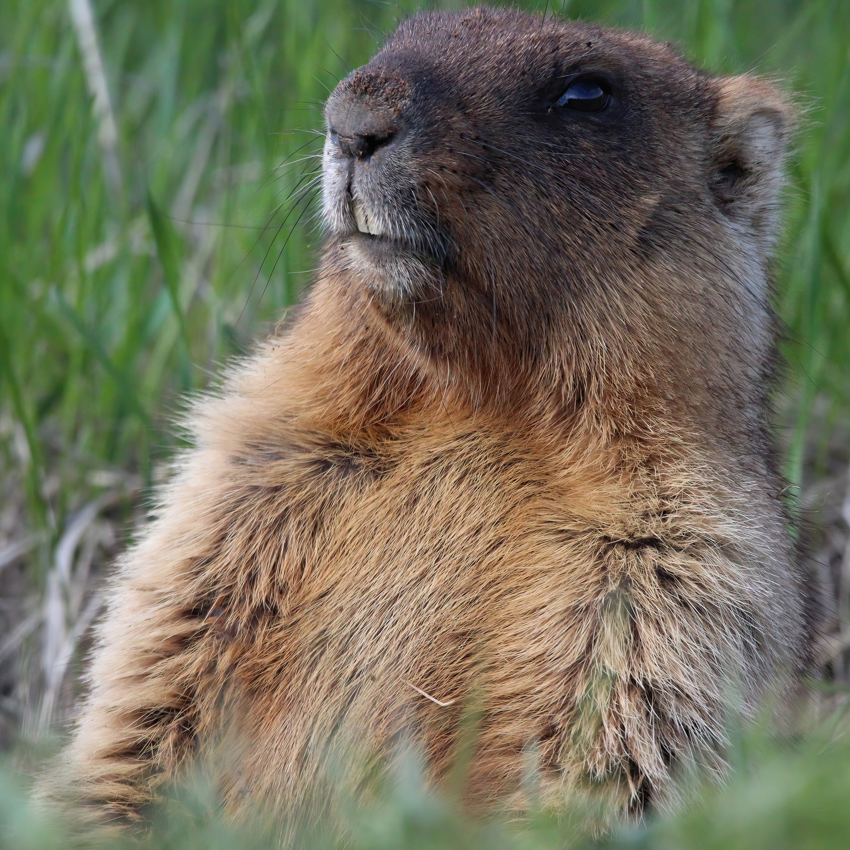 Магазин. GREEN UDMURTIA. Фотографии дикой природы