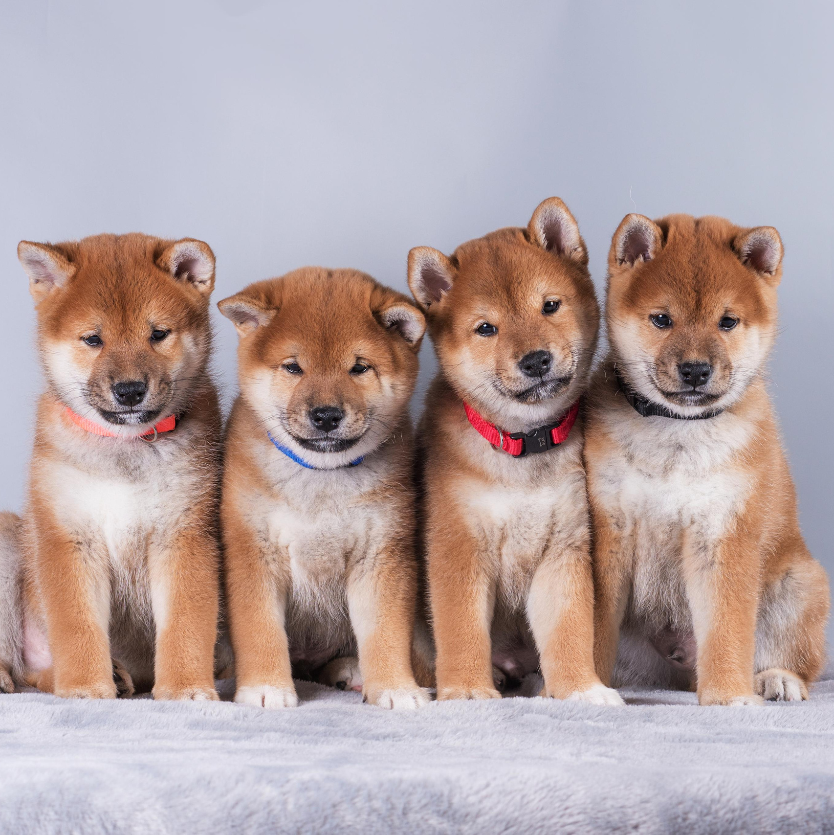 Услуги. Дог-фотограф в Тюмени Александра Королева