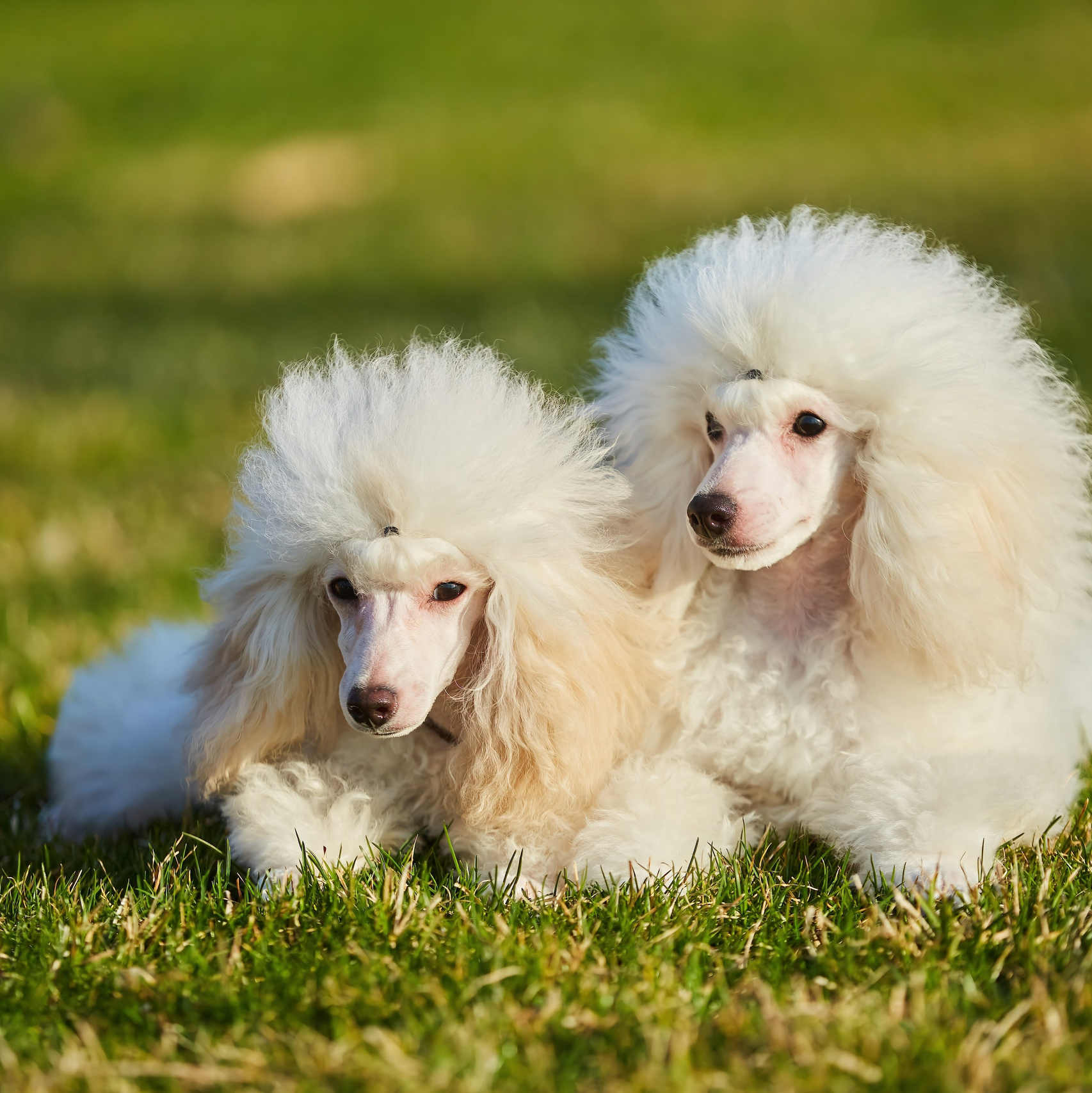 Съёмка животных. Фотохудожник Наталия Кирсанова