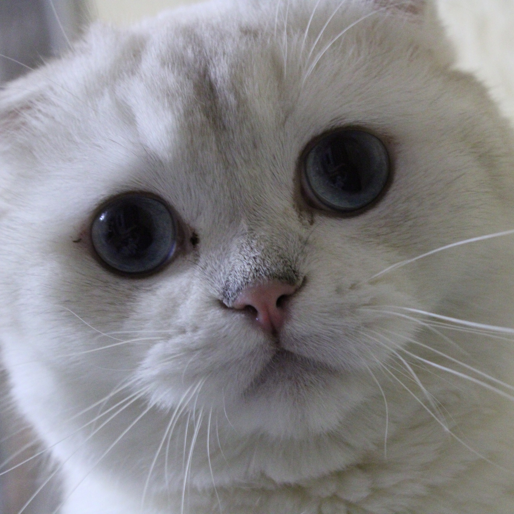 Услуги. Фотограф ChelFedor