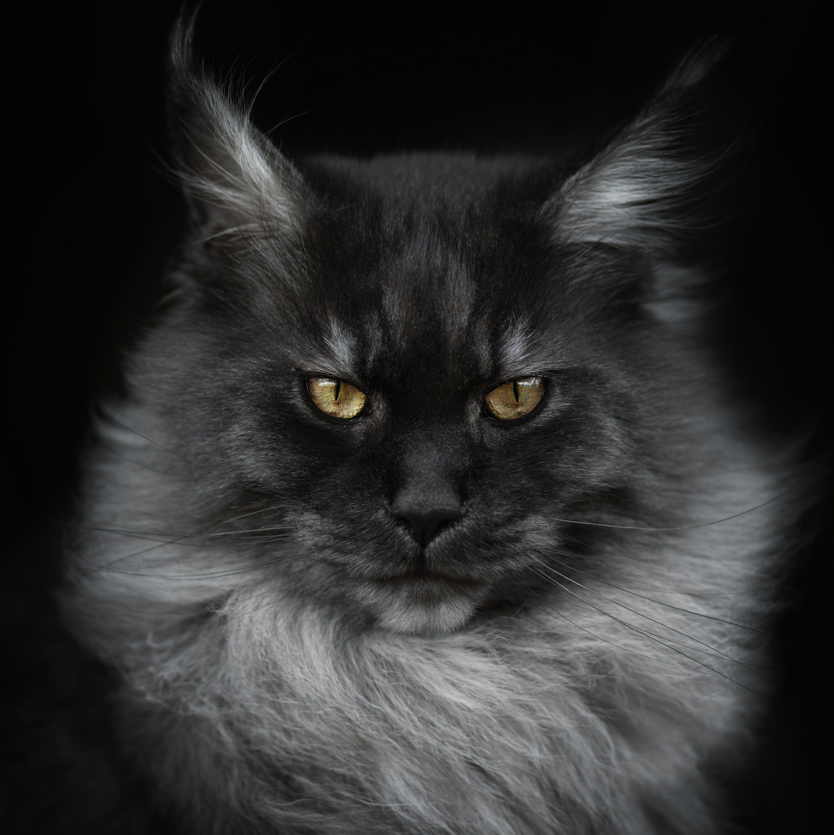 Фотограф анималист в Переславле. Фотограф Переславль Анастасия Гусева