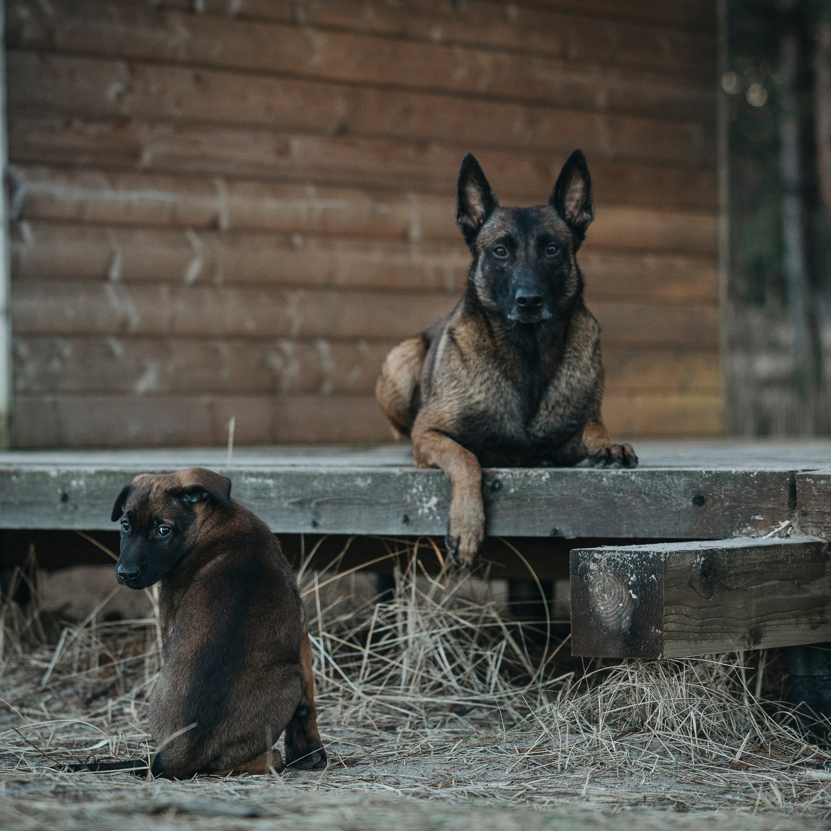 Услуги. Фотограф-анималист Анна Маринич