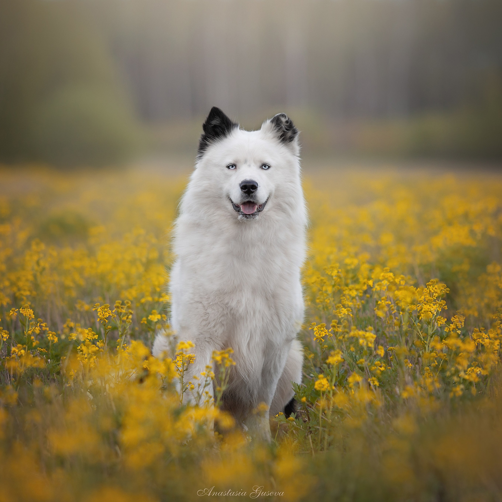 Фотограф анималист в Переславле. Фотограф Переславль Анастасия Гусева