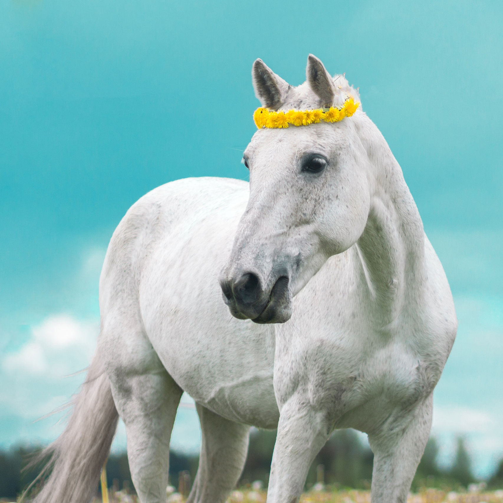 Наши лошади. КСК Тагир