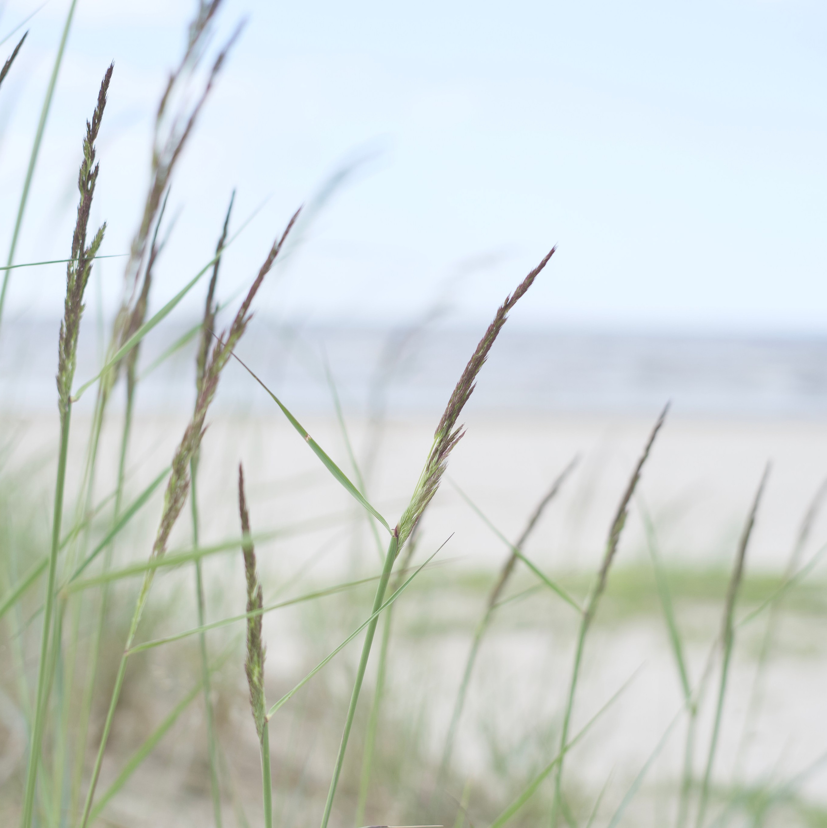 To book. Visual art from artist Anna Butyrskaia for families and individuals