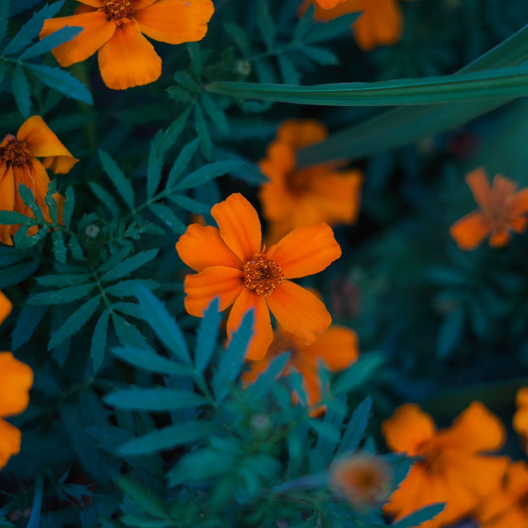 To book. Visual art from artist Anna Butyrskaia for families and individuals