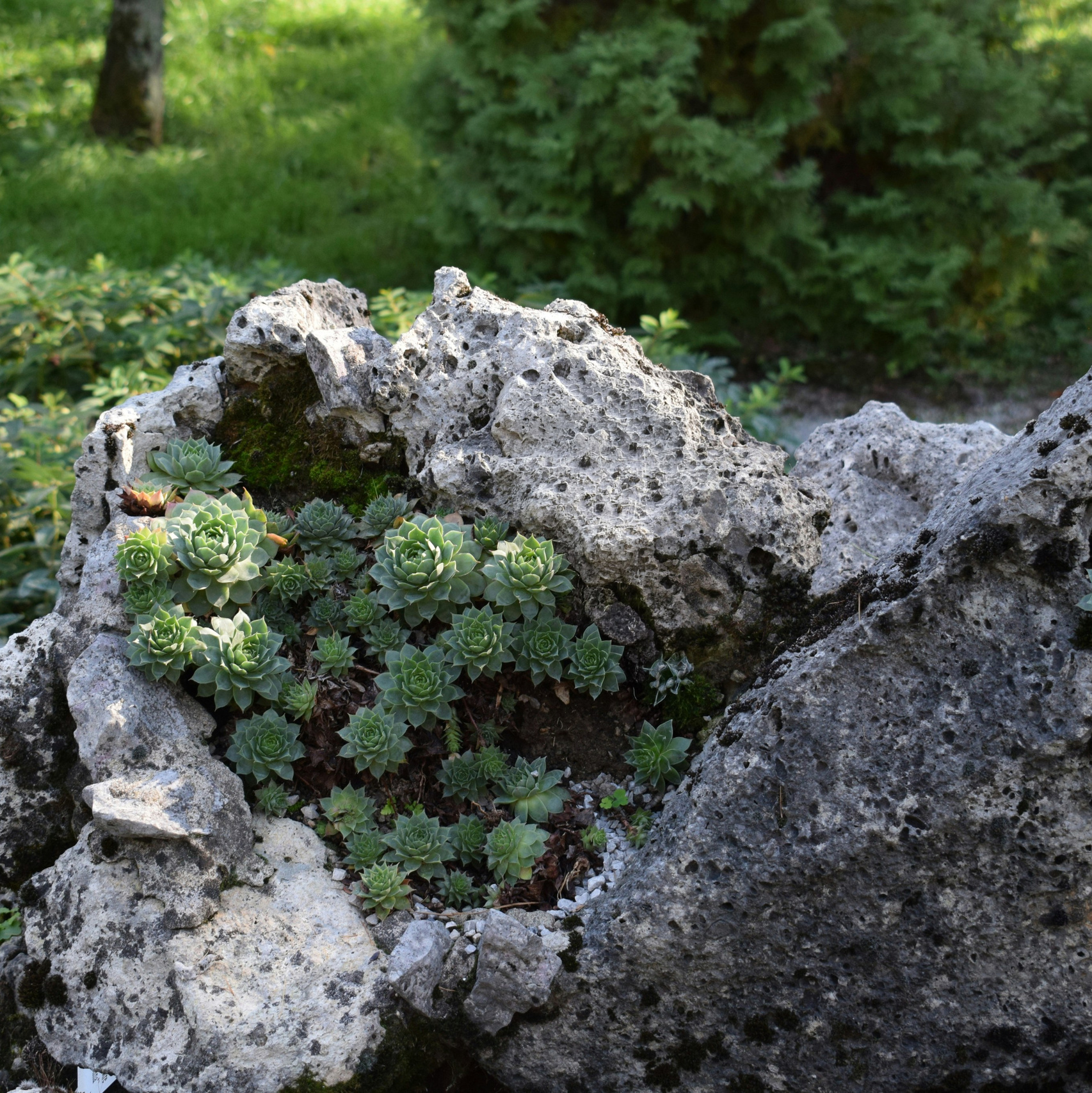 Ландшафтный дизайн. Главная