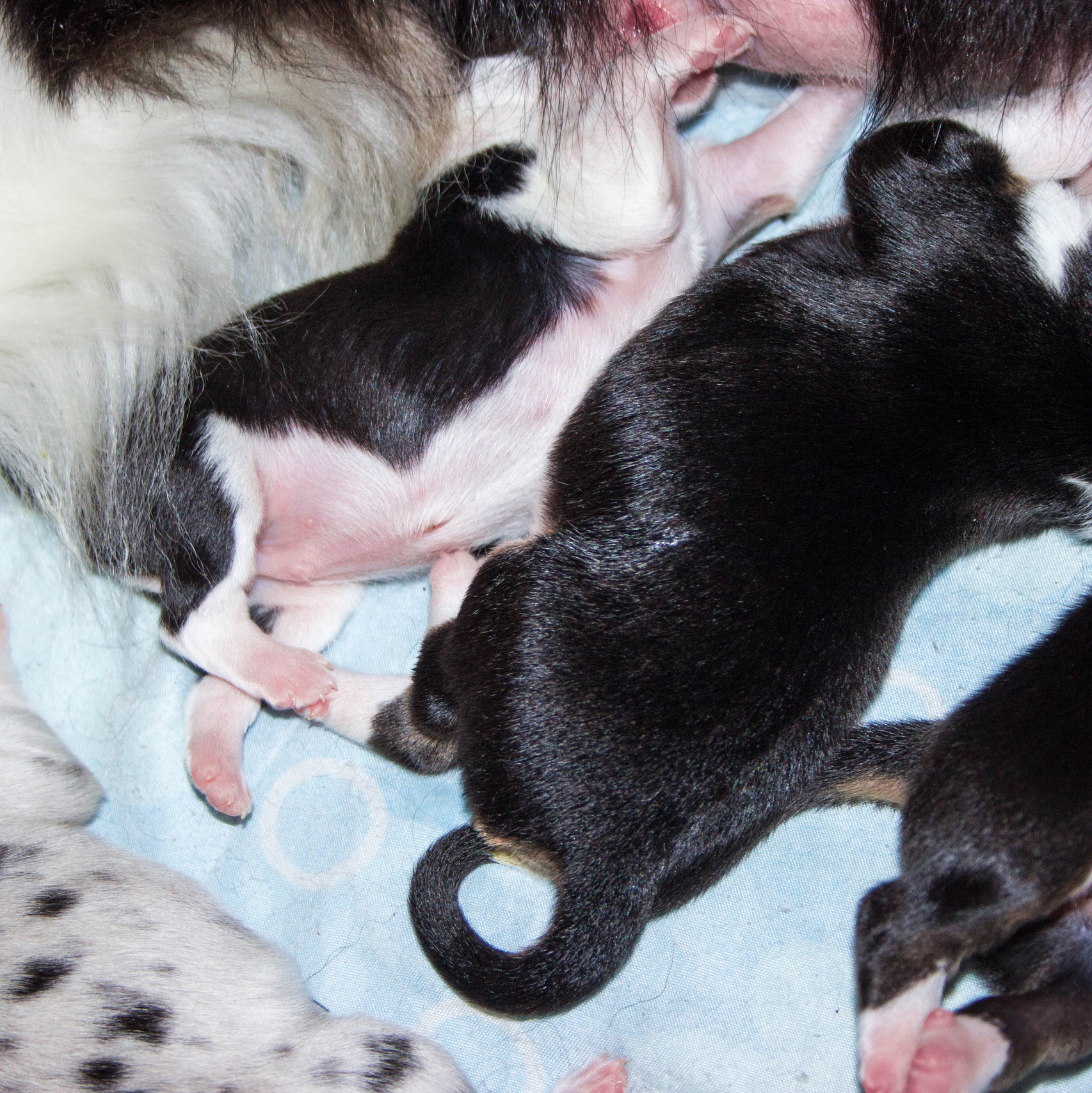 BLGKV питомник собак