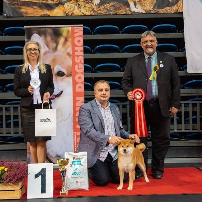 Выпускники питомника. SHIOMARU Питомник сиба и акита-ину