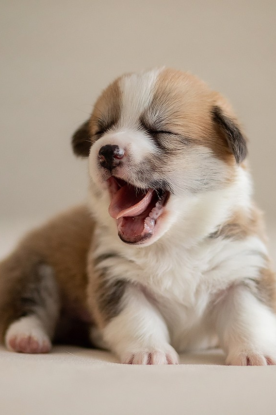 Фотограф — анималист в Туле Юлия Лето