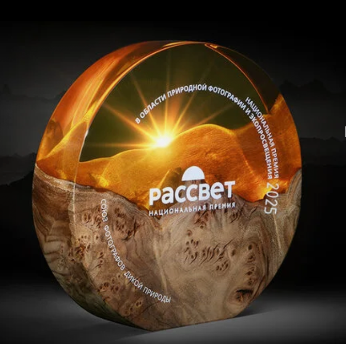 Болотная сова | Short eared owl. Фотограф Сергей Пупонин