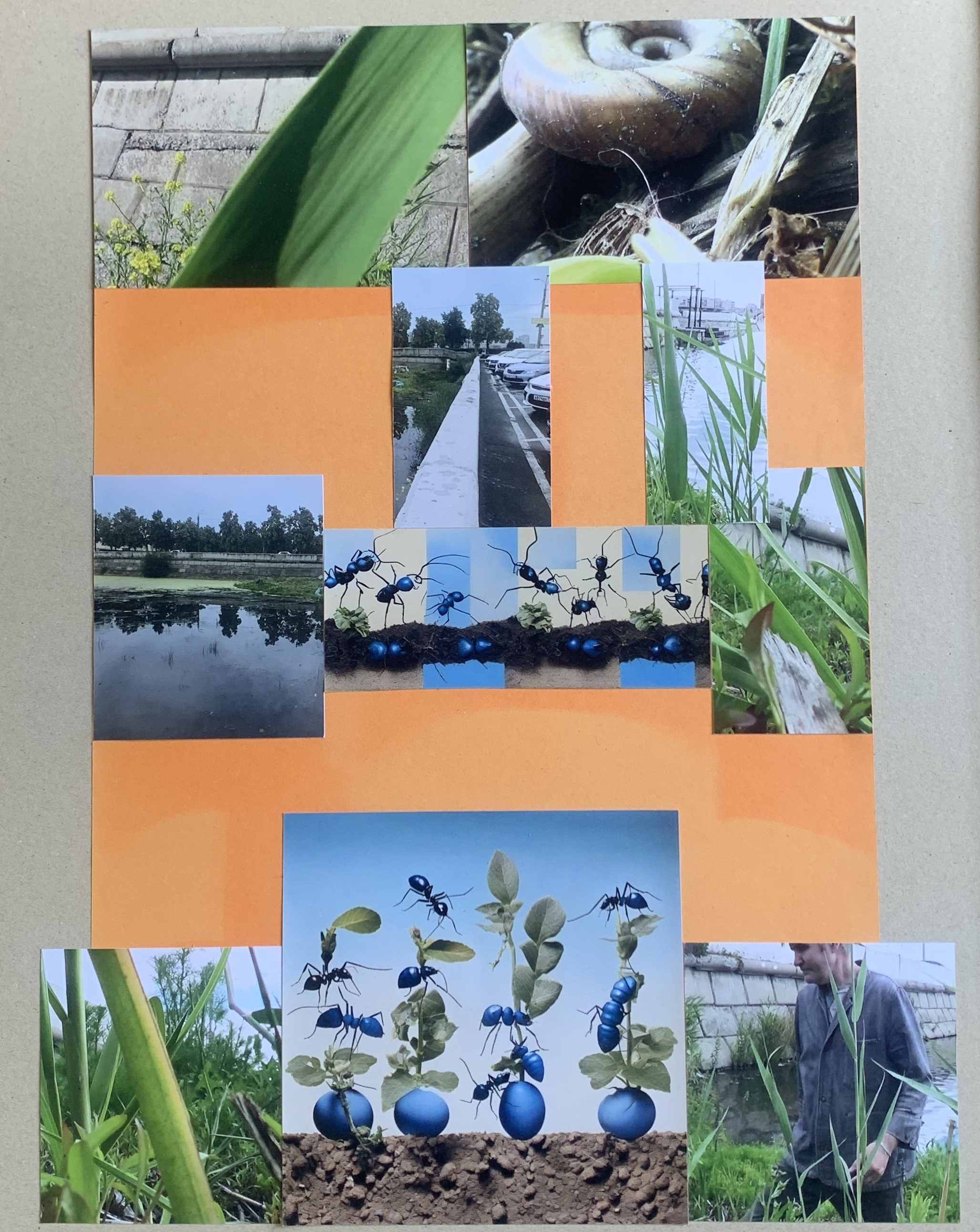 Коллаж "Летающие муравьи на Острове доктора Швейка знают многое про тебя и меня." Олег Семёновых