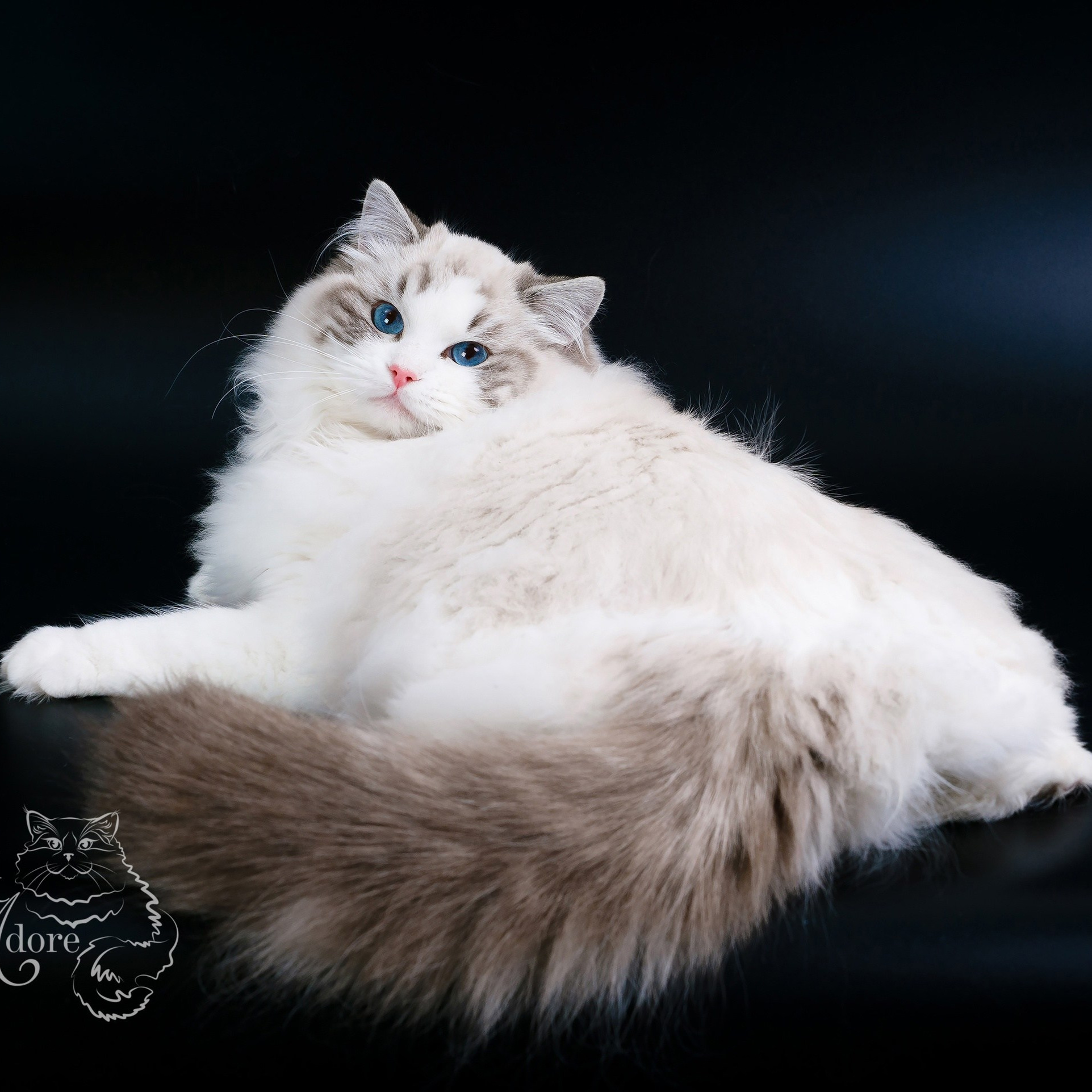 Котята рэгдолл от Loyal Adore. Питомник рэгдолл Loyal Adore