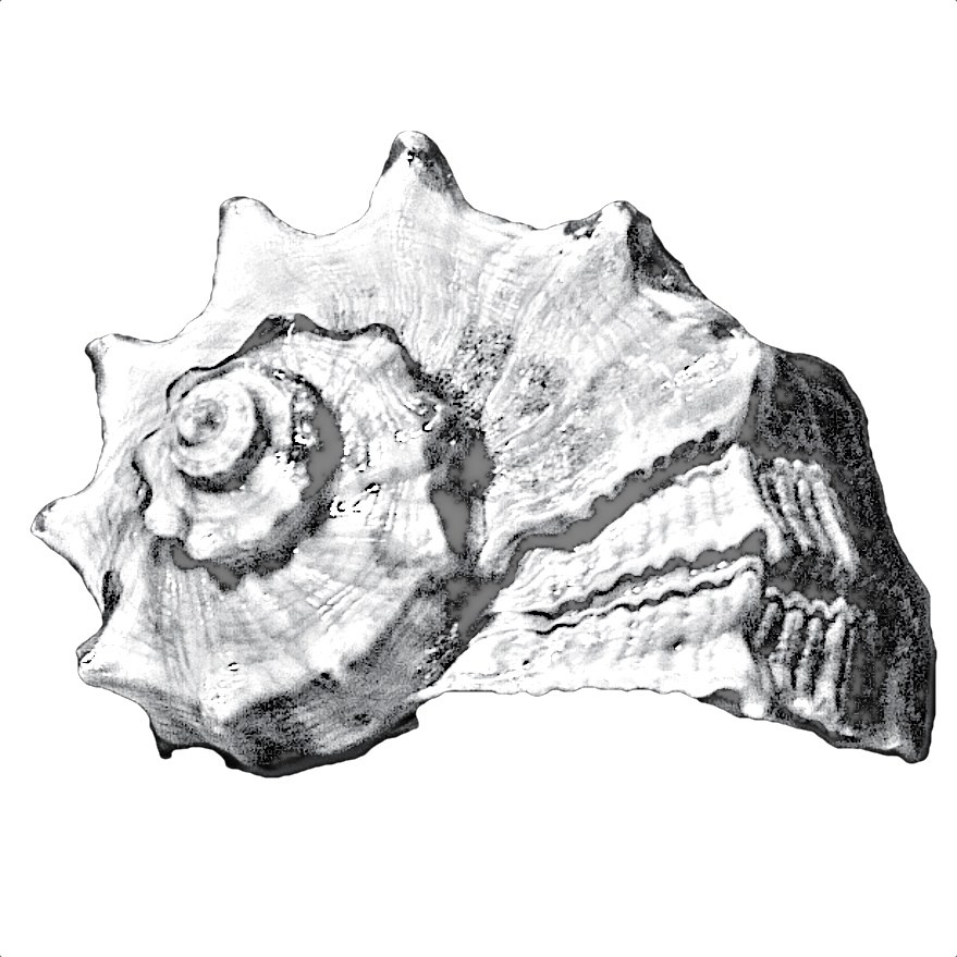 MIMOSA II camera & Тёмная игра. Artkapella|Олег Кузнецов