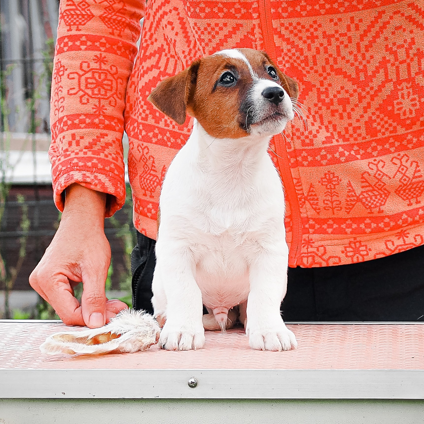 LITTER «Э» |21/06/2025. КАНЕ МАЭСТРО — питомник Джек рассел терьеров