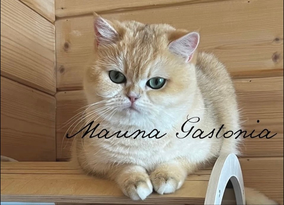 Кошки\Female. Mauna Gastonia