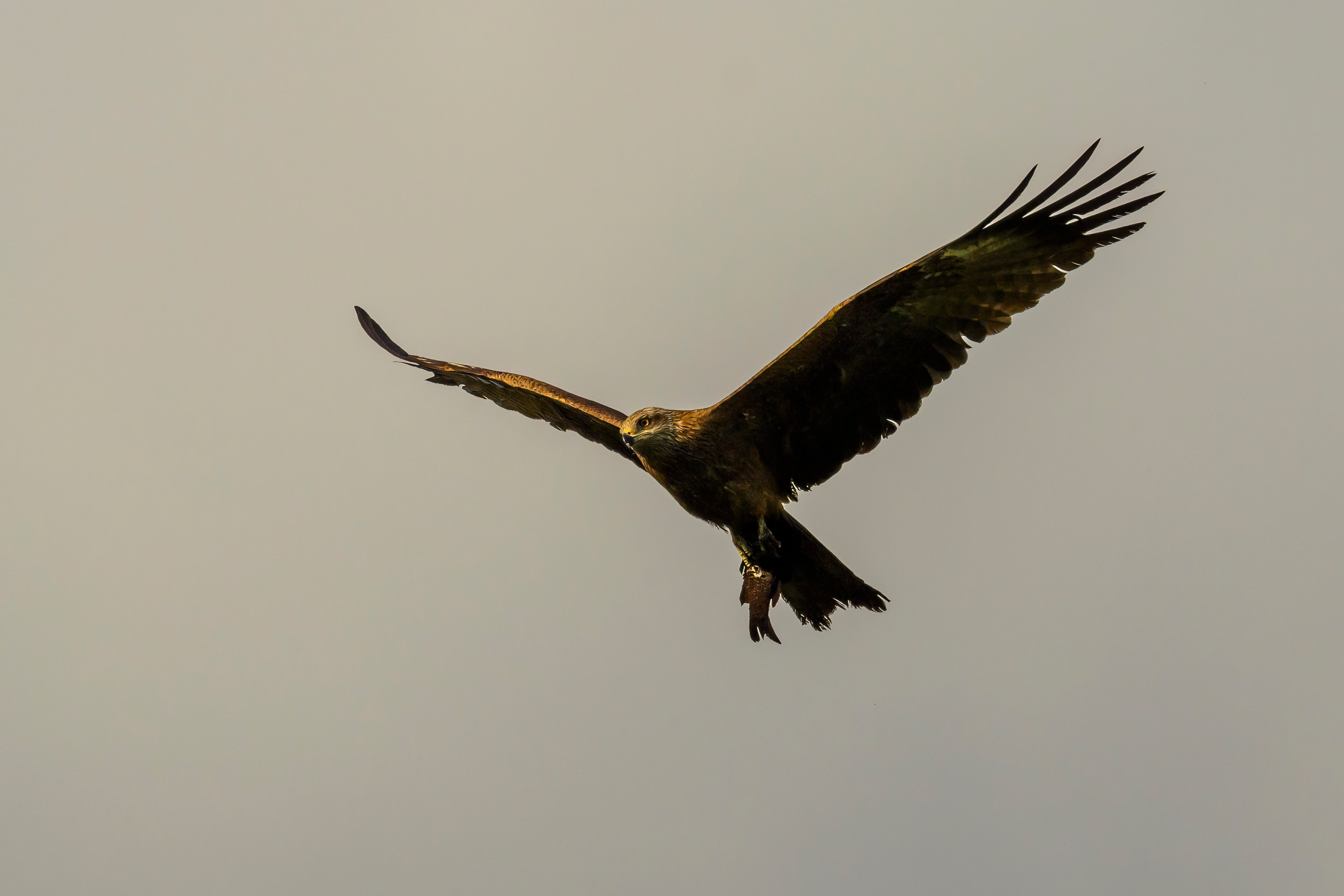 Веретенник и пожар на болоте. Фотограф Сергей Пупонин