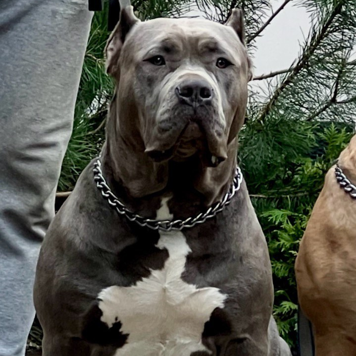 Наши собаки. Американские булли XL в г. Калининград. Питомник Great Bully UNIVERSE