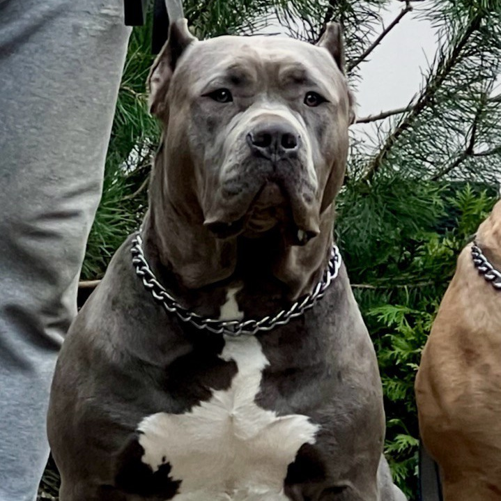 Американские булли XL в г. Калининград. Питомник Great Bully UNIVERSE