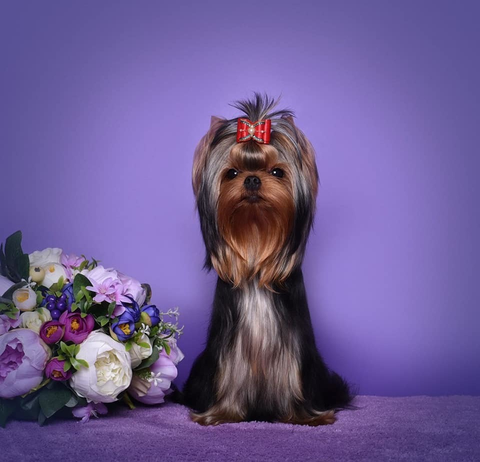 МИТТЭН СКАЙ ЗОИ САЛДАНА. Питомник Йоркширских терьеров Дэнстайл в Санкт-Петербурге заводчик Тих