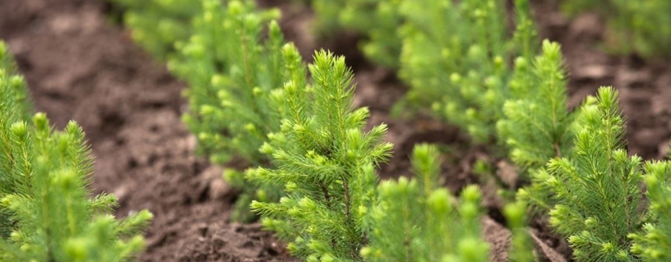 Миссия компании Гринвей