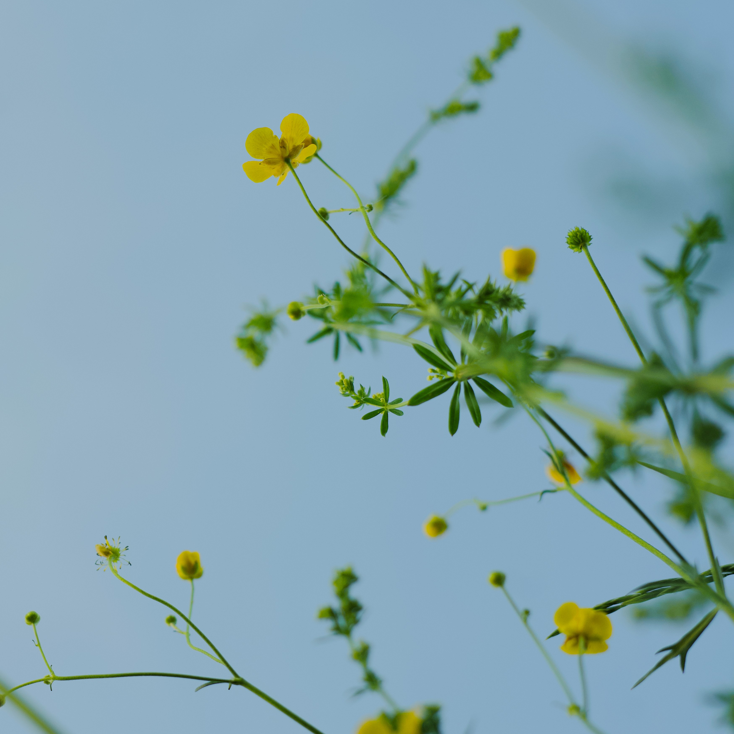 To book. Visual art from artist Anna Butyrskaia for families and individuals