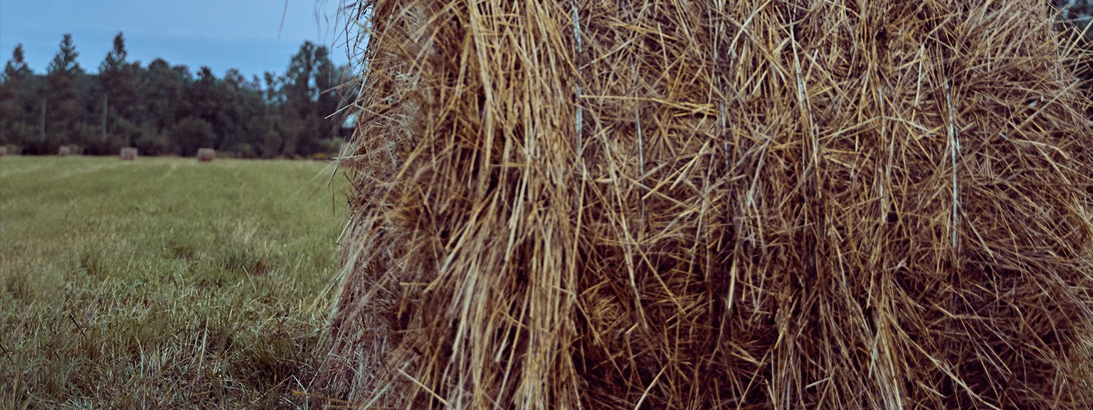 Блог Артема Ракаева. Артем Ракаев — фотограф и видеомейкер из Санкт-Петербурга