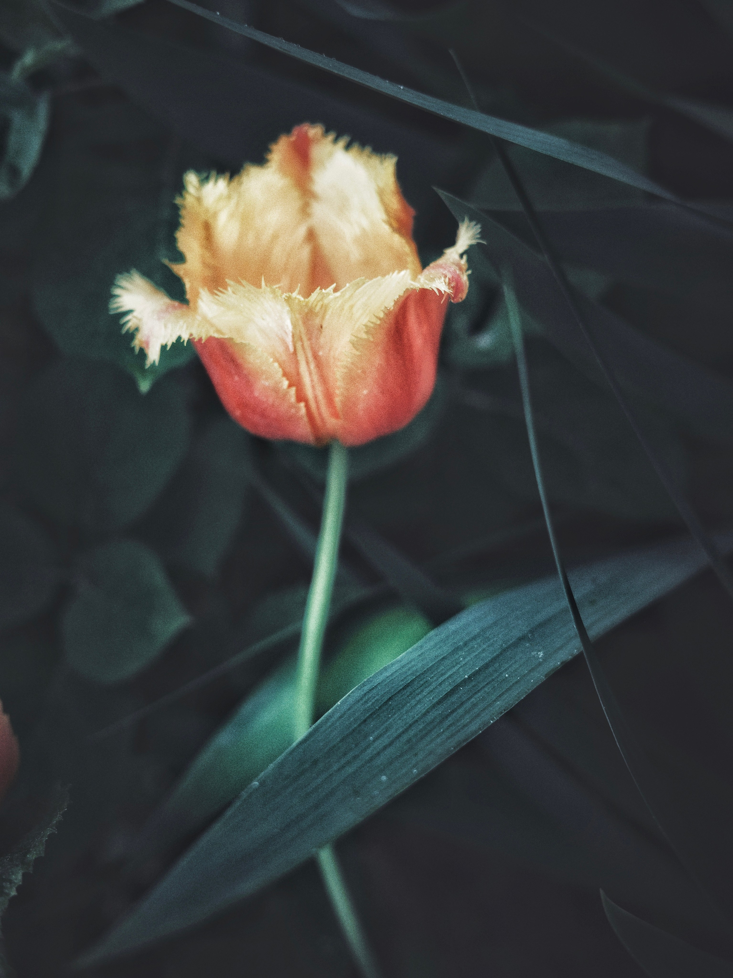 Купить. Пылина Ирина — современная фотография