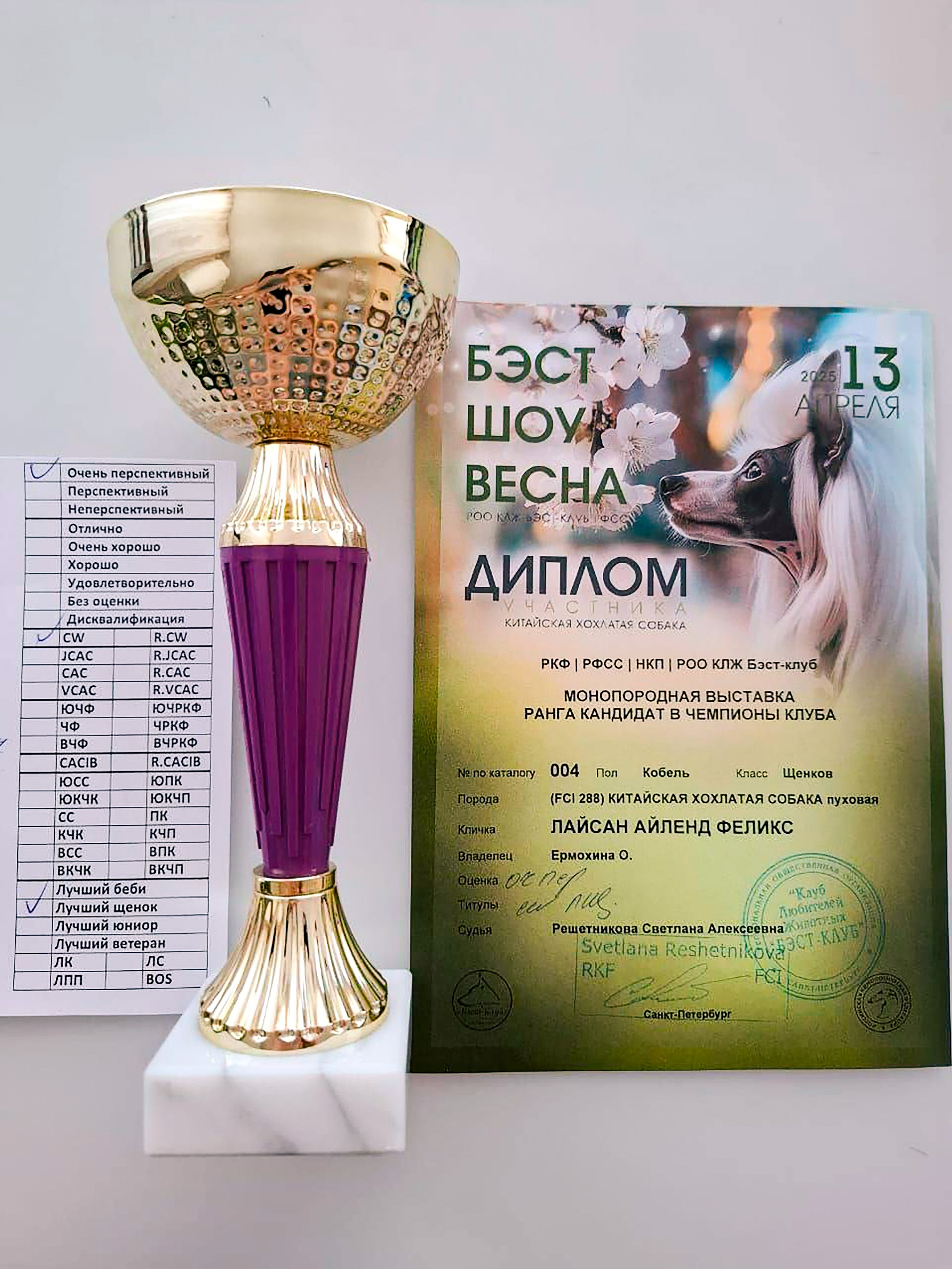 Феликс — лучший щенок выставки! Наши поздравления. Питомник китайских хохлатых собак Poale Ell: купить щенка в питомнике