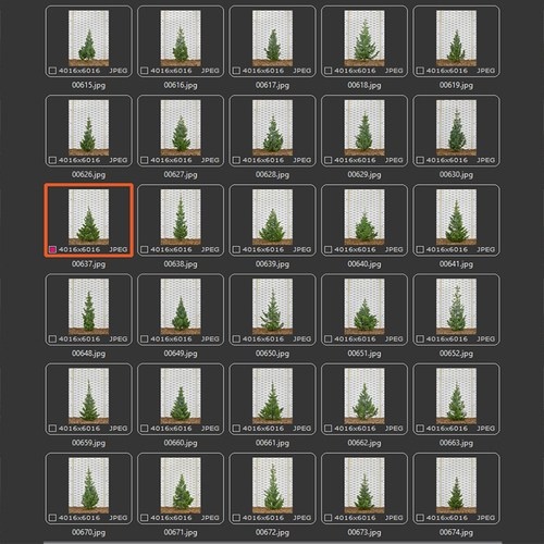 Фотосъёмка живых ёлок. Предметный фотограф в Новосибирске Светлана Логинова