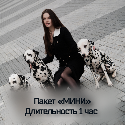 фотосессия со далматинцами в москве и московской области