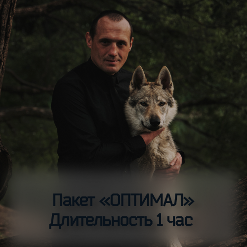 фотосессия со волками в москве и московской области