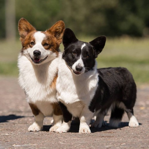 Новости питомника Ice Fantasy. Купить щенка Вельш-корги-кардиган в семейном питомнике — Ice Fantasy