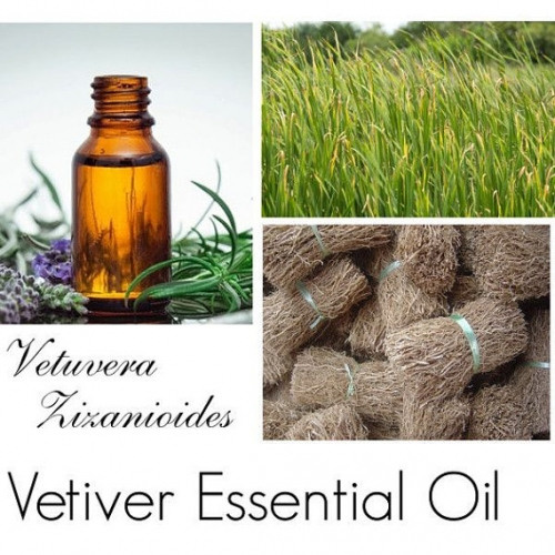 Эфирное масло Ветивер/Vetiver. VDAO.RU — исцеляющие практики