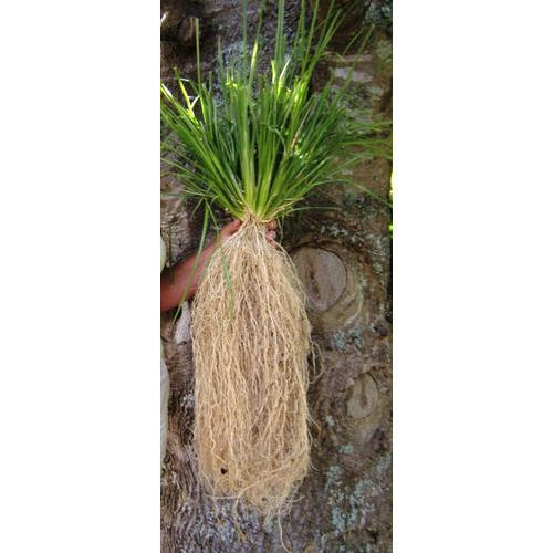 Эфирное масло Ветивер/Vetiver. VDAO.RU — исцеляющие практики