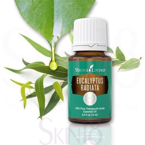 Масло эвкалипта. VDAO.RU — исцеляющие практики