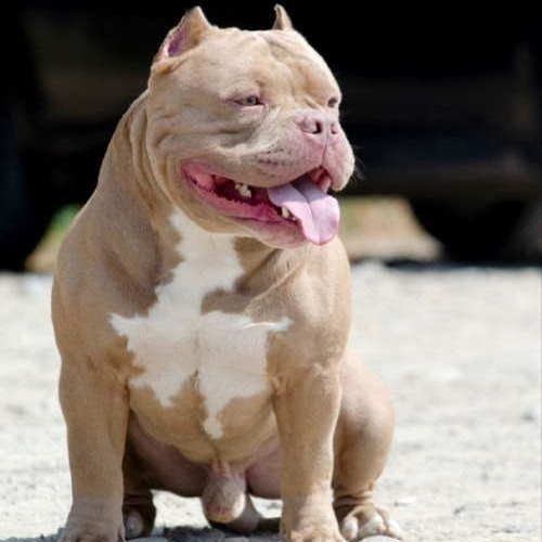 Евгур - американский булли покет