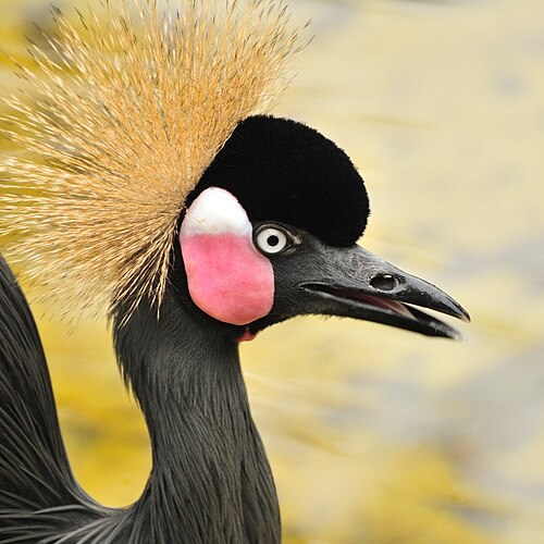 Более 50 видов животных и млекопитающих в зоопарке «Лесная Братва». Капибара, тапир, альпака, мохнатая корова, верблюд. Зоопарк уникальных животных Лесная братва