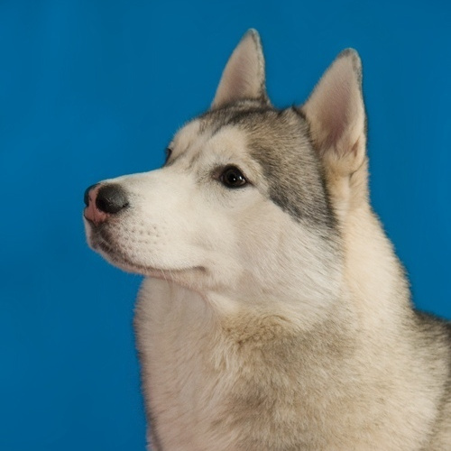 Сибирские хаски питомника Ice Fantasy Брянск. Ice Fantasy kennel: professional breeding of Siberian huskies and wels