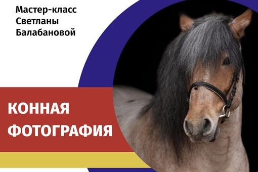фотограф, фотовыставка, фотограф в СПб, питер фотограф, конный фотограф, съемка лошадей, конная фотография, профессиональный фотограф, фото лошадей, портреты лошадей, фото с лошадьми, заказать съемку лошади, авторские фотографии, публикации в изданиях, росфото, National Geographic, фотограф питер, конный фотограф спб, фотограф санкт-петербург
