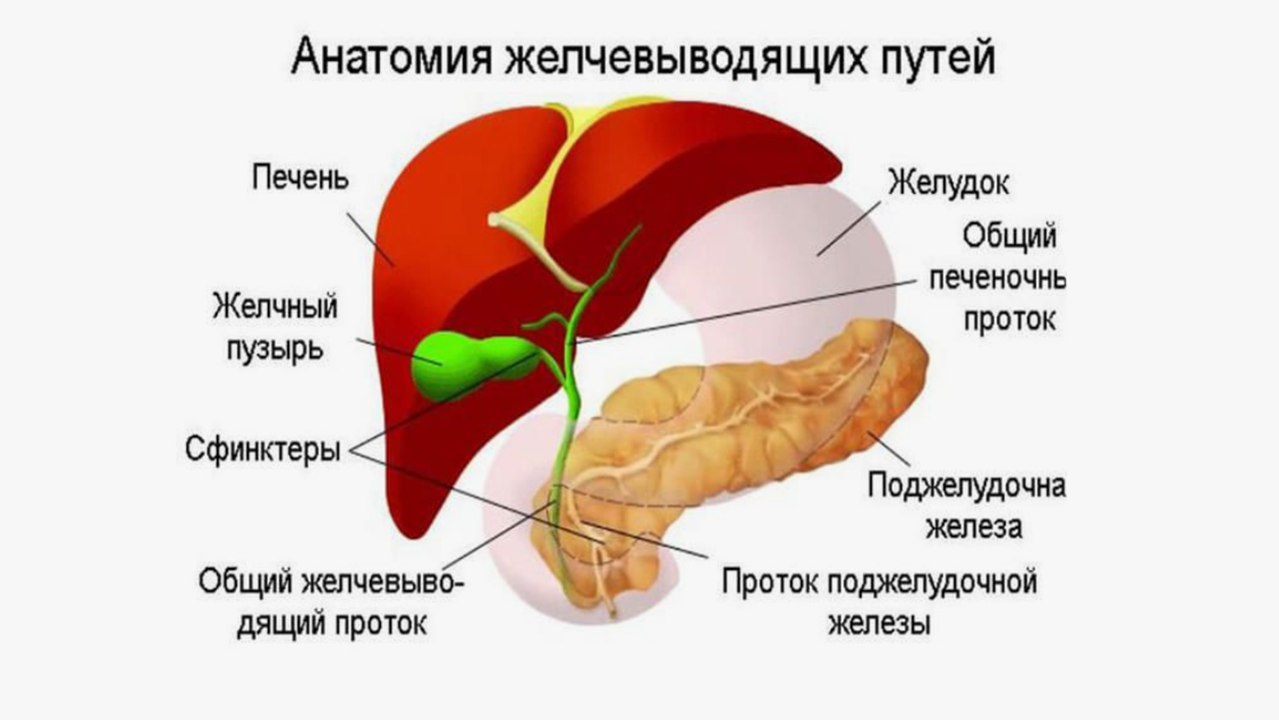 Оздоровление печени и желче-выводящих путей. Какие продукты Сово-Сова помогут оздоровить печень 