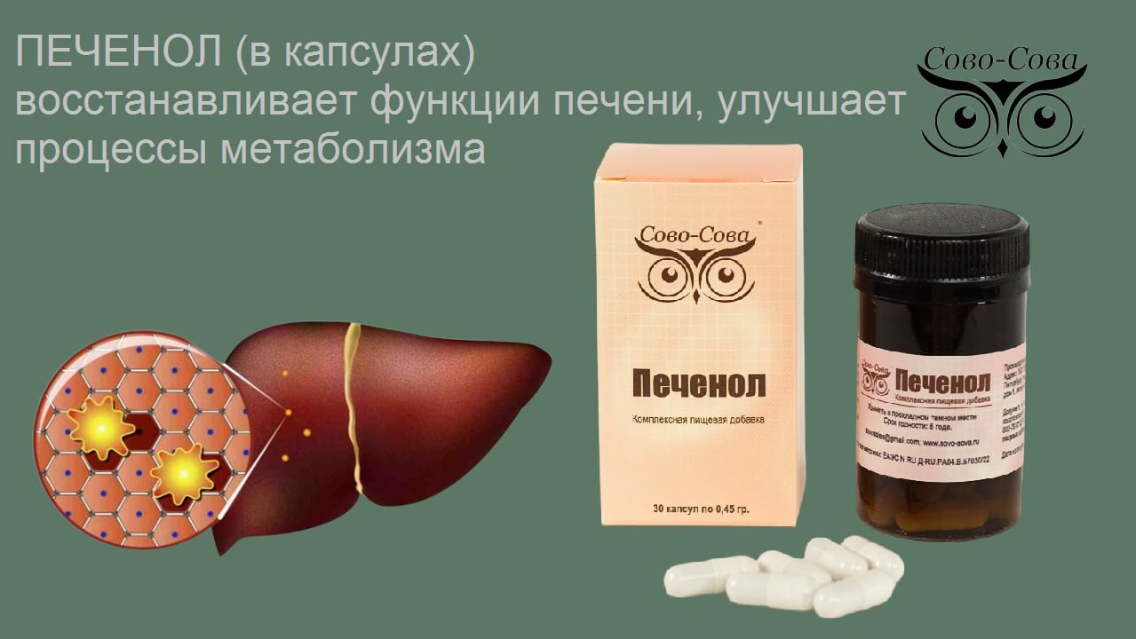 Печень — главный орган пищеварительной системы. Сово-Сово — Омоложение и оздоровление!