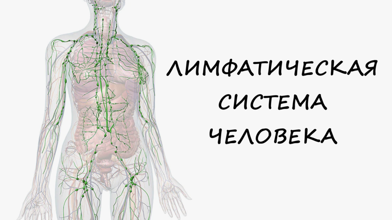 Какие препараты сово-сова нужны для правильной работы лимфатической системы