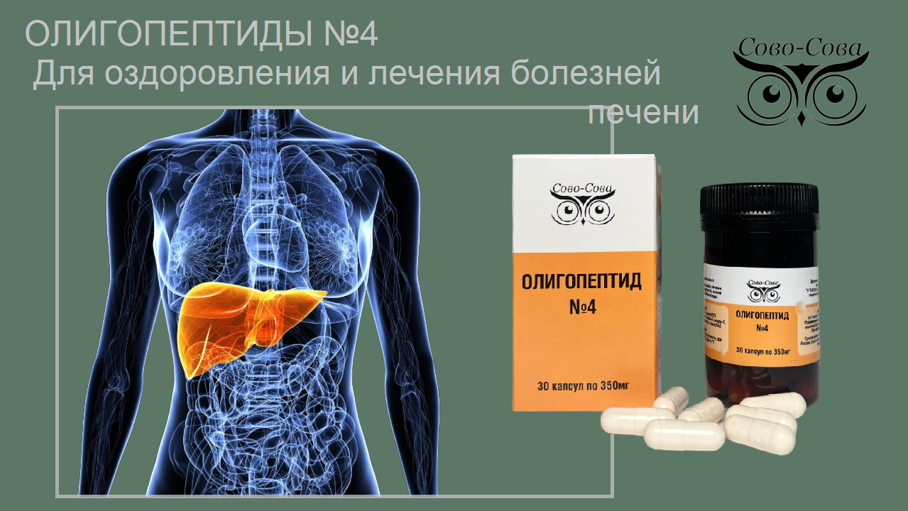 Печень — главный орган пищеварительной системы. Сово-Сово — Омоложение и оздоровление!